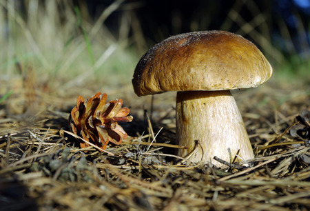 A large mushroom Boletus edulis (penny bun) in a pine forest. Closeup.の写真素材