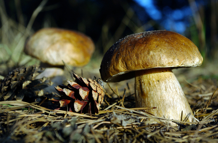 A large mushroom Boletus edulis (penny bun) in a pine forest. Closeup.の写真素材