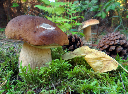 A large mushroom Boletus edulis (penny bun) in a pine forest. Closeup.の写真素材