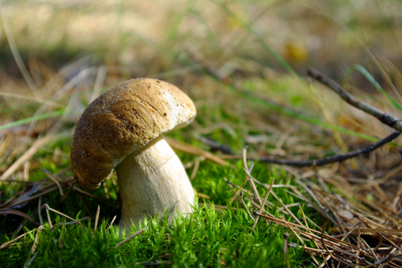 A large mushroom Boletus edulis (penny bun) in a pine forest. Closeup.の写真素材