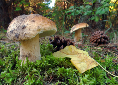 A large mushroom Boletus edulis (penny bun) in a pine forest. Closeup.の写真素材