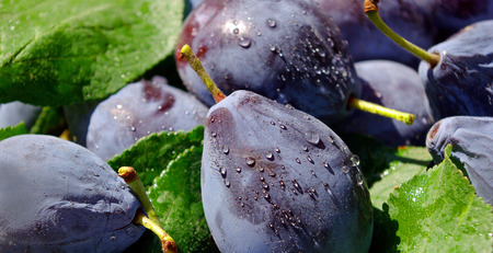 Fresh ripe plums. Closeup.の写真素材