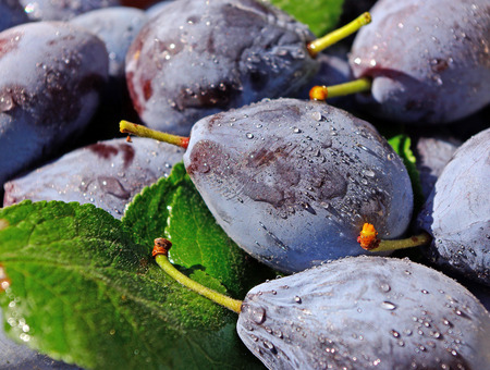 Fresh ripe plums. Closeup.の写真素材