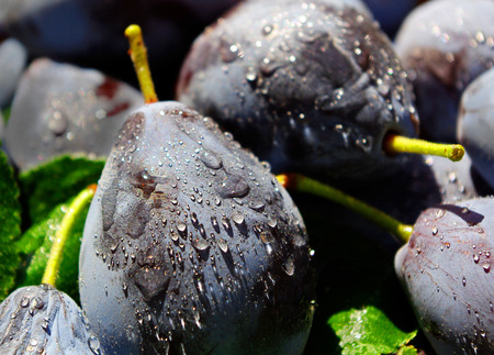 Fresh ripe plums. Closeup.の写真素材