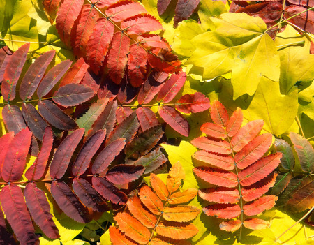 Autumn leaves. Yellow and red fallen leaves.の写真素材