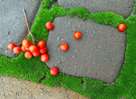 Green moss on the sidewalkの写真素材