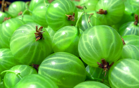 Green gooseberry background.の写真素材