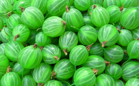 Green gooseberry background.の写真素材