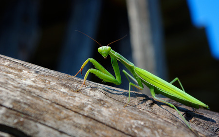 Bright colorful mantis closeup.の写真素材