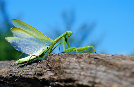 Mantis. Copy spaces.の写真素材