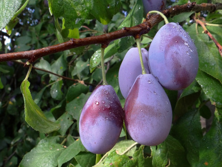 Ripe colorful plums after rainの写真素材