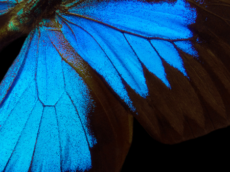 Wings of the butterfly Ulysses. Closeup. Wings of a butterfly texture background.の写真素材