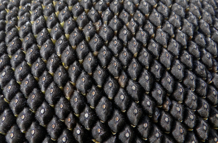 Sunflower seeds texture background.の写真素材