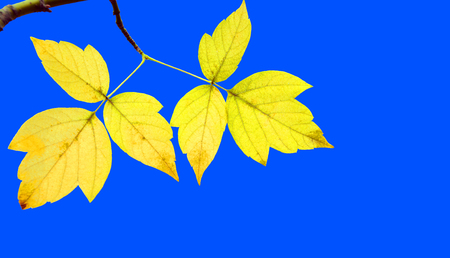 Two yellow leaves on a branch against a blue sky background. Beginning of autumn.の写真素材