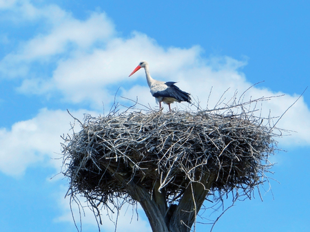 Stork in a nest against a blue sky with cloudsの写真素材