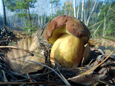 Bay bolete mushroom on a birch forest background.の写真素材