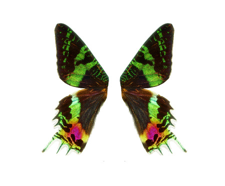 Wings of a butterfly Urania.の写真素材