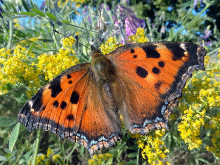 Butterfly on a flowering meadow. Butterfly wings. Butterfly large tortoiseshell.の写真素材