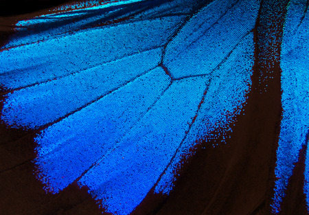 Wings of the butterfly Ulysses. Closeup. Wings of a butterfly texture background.の写真素材