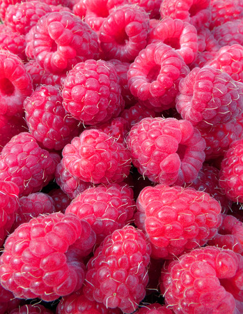 Fresh red raspberries.の写真素材