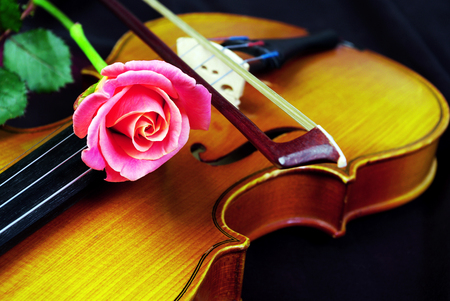 Rose and violinの写真素材