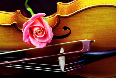 rose and violinの写真素材