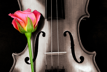 rose and violinの写真素材