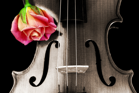 rose and violinの写真素材