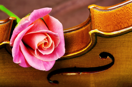 Violin and rose.の写真素材