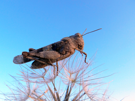 A grasshopper sitting on a pink dandelion in droplets of morning dew. Sunrise. Closeup. Art's Photoの写真素材