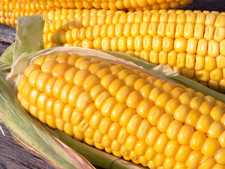 Ripe yellow corn texture background. Closeup.の写真素材