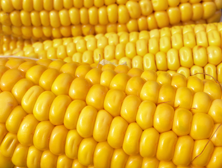 Ripe yellow corn texture background. Closeup.の写真素材