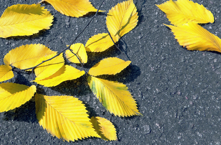 leaves on the asphaltの写真素材