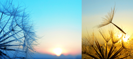 Seeds of a dandelion flower on a sunset background. Diptych. Extreme macro. Copy spaces.の写真素材