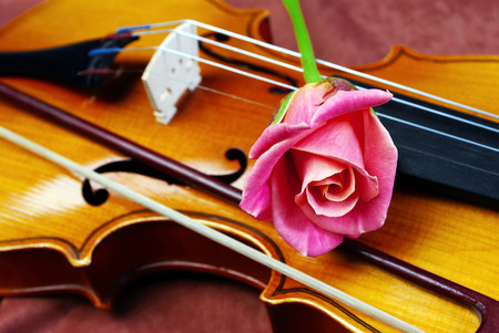 Violin and rose.の写真素材