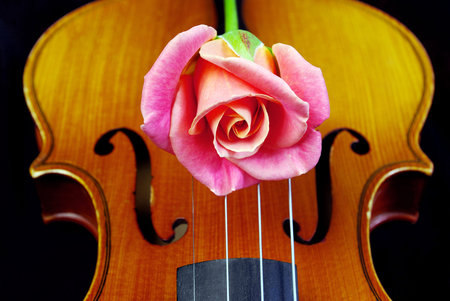 Violin and rose.