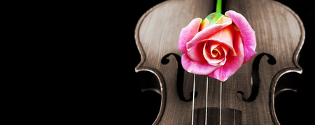 Violin and rose.の写真素材
