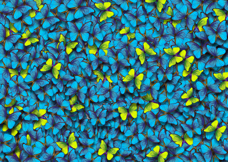 Butterfly Morpho. Wings of a butterfly Morpho. Flight of bright blue and yellow butterflies abstract background.の写真素材
