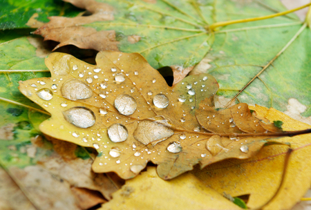Fallen leaf of oak in drops of dew. Closeup. Autumn leaves texture background.の写真素材