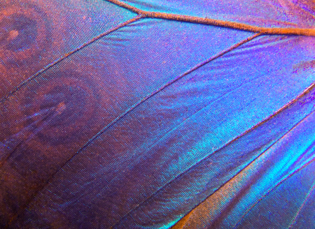 Wing of a butterfly Morpho texture background. Morpho butterfly.の写真素材