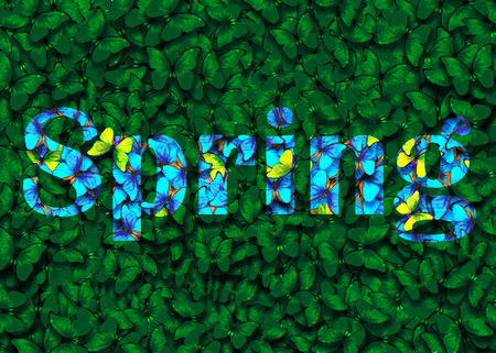 butterfly green spring backgroundの写真素材