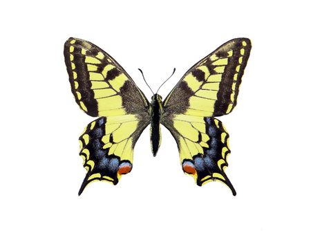 Butterfly Machaon Isolated on White. Wings of a butterfly.の写真素材