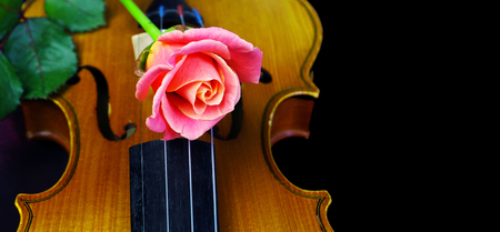 Violin and rose.の写真素材