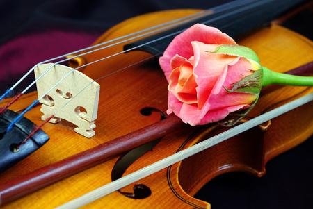 Violin and rose.の写真素材