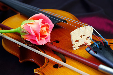 Violin and rose.の写真素材