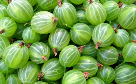 Fresh gooseberry texture backgroundの写真素材