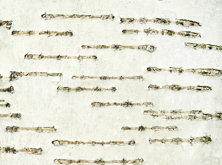 Bark of a birch texture background.の写真素材