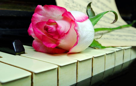 rose on the old pianoの写真素材