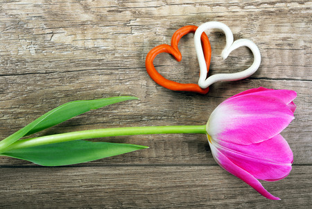 Tulip and hearts on a wooden background.の写真素材