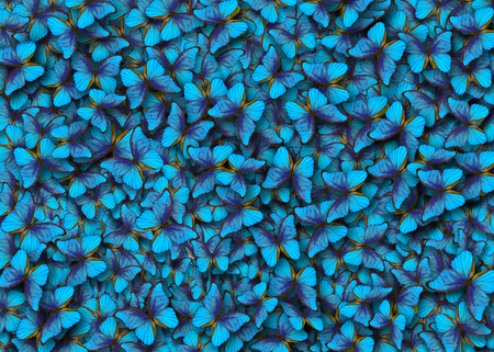 Wings of a butterfly Morpho. Flight of bright blue butterflies abstract background.の写真素材